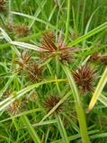 Cyperus rotundus